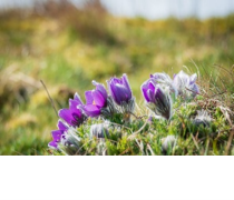 Styrelseinformation maj 2026