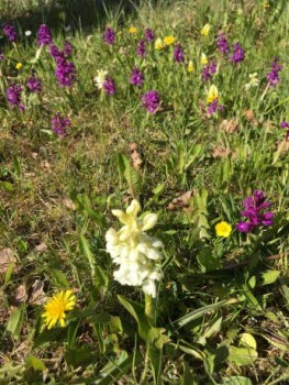 Excursion på Öland
