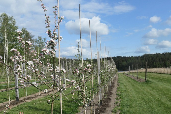 En välskött äppelodling, omgärdad med stängsel för att hålla rådjur och harar borta.