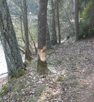 190426 Vandring vid Harhålet.