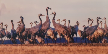 Missa inte att möta våren vid Hornborgasjön i mars