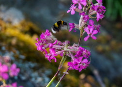 Vilda blommornas dag 15 juni