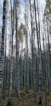 20231017 Vandring i Stigtomta