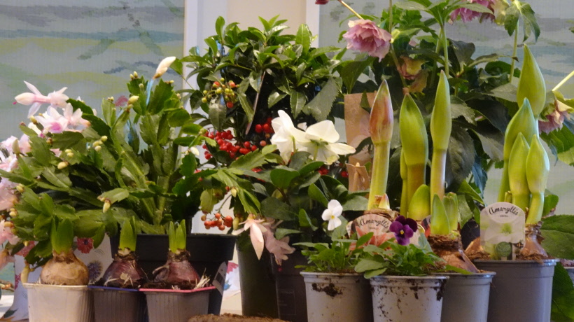 Höstens och julens blommor