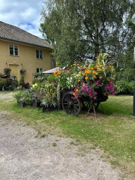 Vackra blommor i fin miljö