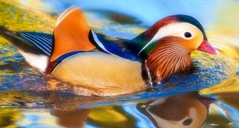 Förseningar av utskick av program