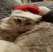 Vår ordförande önskar alla God Jul och Gott Nytt År!