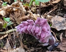 Naturspan 22 april 2026