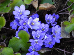 Musikquiz i bygdegården 21 maj