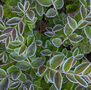 Novemberdragningen i 100-kronorslotteriet