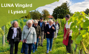 Besök på Luna vingård i Lysekil