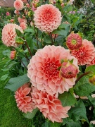 Dahlior i massor 2026-09-19