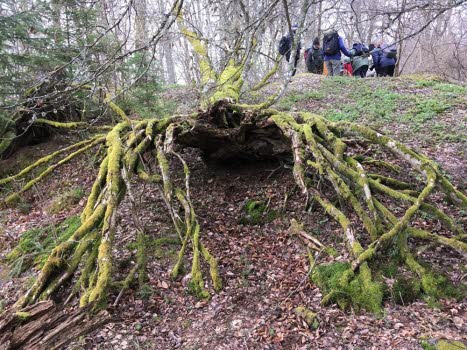 240419 Vandring i Lindudden naturreservat