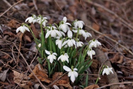 Veckobrev 12. Fotbolls-VM, landskapsresa och mycket annat.