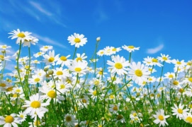 Glad midsommar!